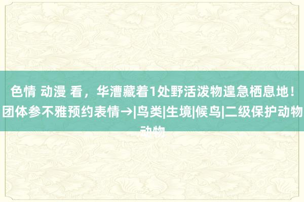 色情 动漫 看，华漕藏着1处野活泼物遑急栖息地！团体参不雅预约表情→|鸟类|生境|候鸟|二级保护动物